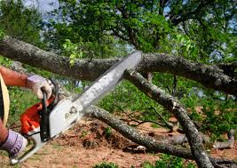 Best Tree Maintenance Programs  in Lowell, OR