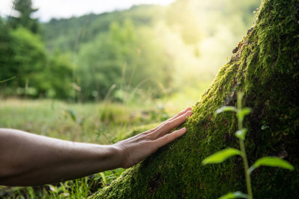 How Our Tree Care Process Works  in  Lowell, OR