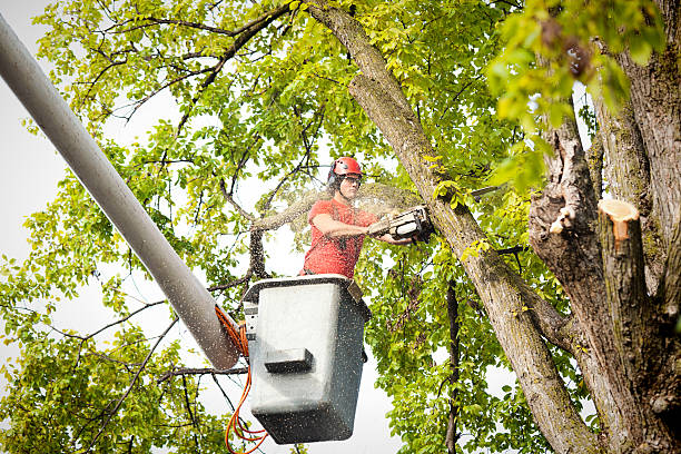 Best Hazardous Tree Removal  in Lowell, OR